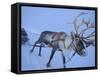 Reindeer Pulling Sledge, Stora Sjofallet National Park, Lapland, Sweden-Staffan Widstrand-Framed Stretched Canvas