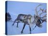 Reindeer Pulling Sledge, Stora Sjofallet National Park, Lapland, Sweden-Staffan Widstrand-Stretched Canvas