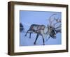 Reindeer Pulling Sledge, Stora Sjofallet National Park, Lapland, Sweden-Staffan Widstrand-Framed Premium Photographic Print