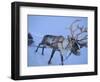 Reindeer Pulling Sledge, Stora Sjofallet National Park, Lapland, Sweden-Staffan Widstrand-Framed Premium Photographic Print