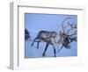 Reindeer Pulling Sledge, Stora Sjofallet National Park, Lapland, Sweden-Staffan Widstrand-Framed Premium Photographic Print