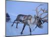 Reindeer Pulling Sledge, Stora Sjofallet National Park, Lapland, Sweden-Staffan Widstrand-Mounted Premium Photographic Print