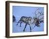 Reindeer Pulling Sledge, Stora Sjofallet National Park, Lapland, Sweden-Staffan Widstrand-Framed Photographic Print