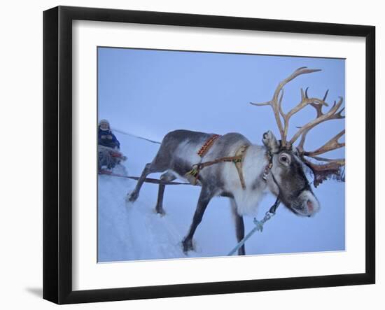 Reindeer Pulling Sledge, Stora Sjofallet National Park, Lapland, Sweden-Staffan Widstrand-Framed Photographic Print