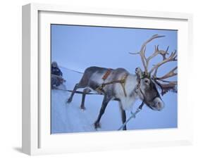 Reindeer Pulling Sledge, Stora Sjofallet National Park, Lapland, Sweden-Staffan Widstrand-Framed Photographic Print