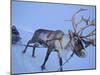 Reindeer Pulling Sledge, Stora Sjofallet National Park, Lapland, Sweden-Staffan Widstrand-Mounted Photographic Print