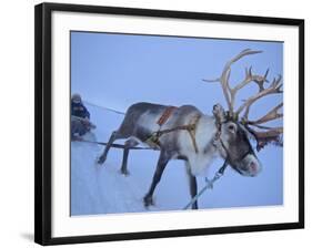 Reindeer Pulling Sledge, Stora Sjofallet National Park, Lapland, Sweden-Staffan Widstrand-Framed Photographic Print