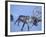 Reindeer Pulling Sledge, Stora Sjofallet National Park, Lapland, Sweden-Staffan Widstrand-Framed Photographic Print