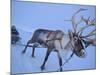 Reindeer Pulling Sledge, Stora Sjofallet National Park, Lapland, Sweden-Staffan Widstrand-Mounted Photographic Print