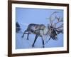 Reindeer Pulling Sledge, Stora Sjofallet National Park, Lapland, Sweden-Staffan Widstrand-Framed Photographic Print