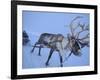 Reindeer Pulling Sledge, Stora Sjofallet National Park, Lapland, Sweden-Staffan Widstrand-Framed Photographic Print