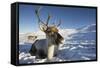 Reindeer (Rangifer Tarandus) Female, Cairngorms National Park, Scotland, United Kingdom, Europe-Ann & Steve Toon-Framed Stretched Canvas