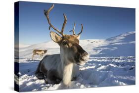 Reindeer (Rangifer Tarandus) Female, Cairngorms National Park, Scotland, United Kingdom, Europe-Ann & Steve Toon-Stretched Canvas