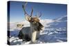 Reindeer (Rangifer Tarandus) Female, Cairngorms National Park, Scotland, United Kingdom, Europe-Ann & Steve Toon-Stretched Canvas