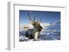 Reindeer (Rangifer Tarandus) Female, Cairngorms National Park, Scotland, United Kingdom, Europe-Ann & Steve Toon-Framed Photographic Print