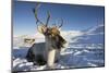 Reindeer (Rangifer Tarandus) Female, Cairngorms National Park, Scotland, United Kingdom, Europe-Ann & Steve Toon-Mounted Photographic Print