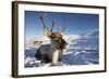 Reindeer (Rangifer Tarandus) Female, Cairngorms National Park, Scotland, United Kingdom, Europe-Ann & Steve Toon-Framed Photographic Print