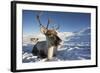 Reindeer (Rangifer Tarandus) Female, Cairngorms National Park, Scotland, United Kingdom, Europe-Ann & Steve Toon-Framed Photographic Print