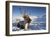 Reindeer (Rangifer Tarandus) Female, Cairngorms National Park, Scotland, United Kingdom, Europe-Ann & Steve Toon-Framed Photographic Print