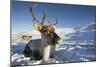 Reindeer (Rangifer Tarandus) Female, Cairngorms National Park, Scotland, United Kingdom, Europe-Ann & Steve Toon-Mounted Photographic Print