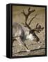 Reindeer (Rangifer Tarandus) Grazing on Tundra, Diskobukta Bay, Edgeoya Island, Svalbard, Norway-Paul Souders-Framed Stretched Canvas