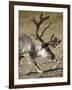 Reindeer (Rangifer Tarandus) Grazing on Tundra, Diskobukta Bay, Edgeoya Island, Svalbard, Norway-Paul Souders-Framed Premium Photographic Print