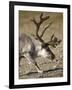 Reindeer (Rangifer Tarandus) Grazing on Tundra, Diskobukta Bay, Edgeoya Island, Svalbard, Norway-Paul Souders-Framed Premium Photographic Print