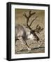 Reindeer (Rangifer Tarandus) Grazing on Tundra, Diskobukta Bay, Edgeoya Island, Svalbard, Norway-Paul Souders-Framed Photographic Print