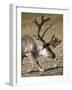 Reindeer (Rangifer Tarandus) Grazing on Tundra, Diskobukta Bay, Edgeoya Island, Svalbard, Norway-Paul Souders-Framed Photographic Print