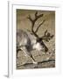 Reindeer (Rangifer Tarandus) Grazing on Tundra, Diskobukta Bay, Edgeoya Island, Svalbard, Norway-Paul Souders-Framed Photographic Print