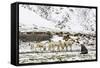 Reindeer (Rangifer Tarandus) Introduced from Norway-Michael Nolan-Framed Stretched Canvas