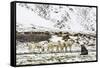 Reindeer (Rangifer Tarandus) Introduced from Norway-Michael Nolan-Framed Stretched Canvas