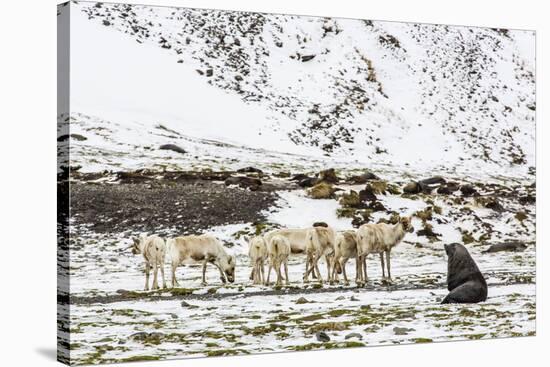 Reindeer (Rangifer Tarandus) Introduced from Norway-Michael Nolan-Stretched Canvas