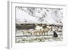 Reindeer (Rangifer Tarandus) Introduced from Norway-Michael Nolan-Framed Photographic Print