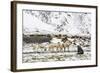 Reindeer (Rangifer Tarandus) Introduced from Norway-Michael Nolan-Framed Photographic Print