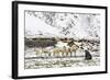 Reindeer (Rangifer Tarandus) Introduced from Norway-Michael Nolan-Framed Photographic Print