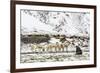 Reindeer (Rangifer Tarandus) Introduced from Norway-Michael Nolan-Framed Photographic Print