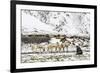 Reindeer (Rangifer Tarandus) Introduced from Norway-Michael Nolan-Framed Photographic Print