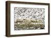 Reindeer (Rangifer Tarandus) Introduced from Norway-Michael Nolan-Framed Photographic Print