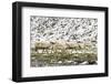 Reindeer (Rangifer Tarandus) Introduced from Norway-Michael Nolan-Framed Photographic Print