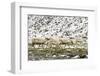 Reindeer (Rangifer Tarandus) Introduced from Norway-Michael Nolan-Framed Photographic Print