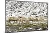 Reindeer (Rangifer Tarandus) Introduced from Norway-Michael Nolan-Mounted Photographic Print