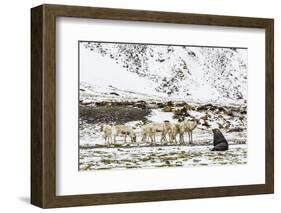 Reindeer (Rangifer Tarandus) Introduced from Norway-Michael Nolan-Framed Photographic Print