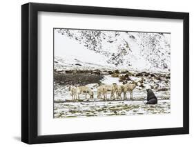 Reindeer (Rangifer Tarandus) Introduced from Norway-Michael Nolan-Framed Photographic Print