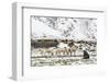 Reindeer (Rangifer Tarandus) Introduced from Norway-Michael Nolan-Framed Photographic Print