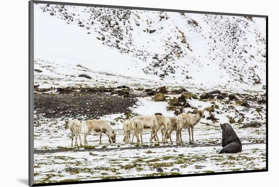 Reindeer (Rangifer Tarandus) Introduced from Norway-Michael Nolan-Mounted Photographic Print