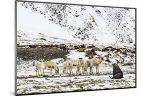 Reindeer (Rangifer Tarandus) Introduced from Norway-Michael Nolan-Mounted Photographic Print