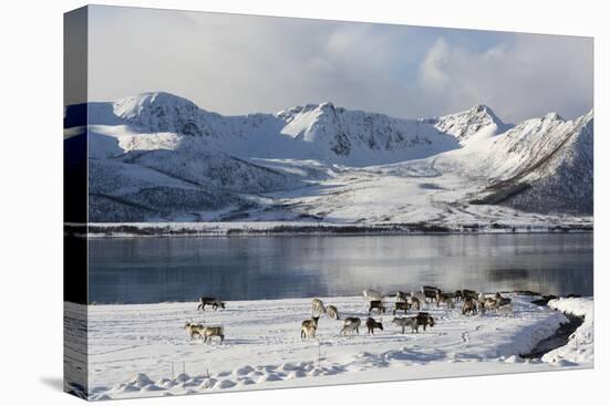 Reindeer (Rangifer Tarandus), Near Fornes, Vesteralen Islands, Arctic, Norway, Scandinavia-Sergio Pitamitz-Stretched Canvas