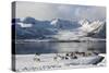 Reindeer (Rangifer Tarandus), Near Fornes, Vesteralen Islands, Arctic, Norway, Scandinavia-Sergio Pitamitz-Stretched Canvas