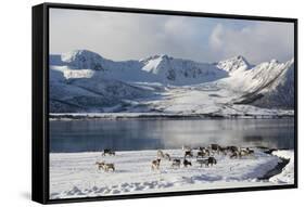 Reindeer (Rangifer Tarandus), Near Fornes, Vesteralen Islands, Arctic, Norway, Scandinavia-Sergio Pitamitz-Framed Stretched Canvas
